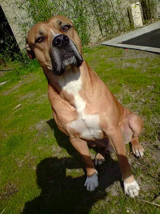 Brigand a rejoint le concours — aidez-le/la à gagner de superbes lots ! bandog, black_mouth_cur, boerboel, boxer, canidae, carnivore, companion_dog, dog, dog_breed, fawn, fila_brasileiro, mammal, rare_breed_dog, tosa, vertebrate