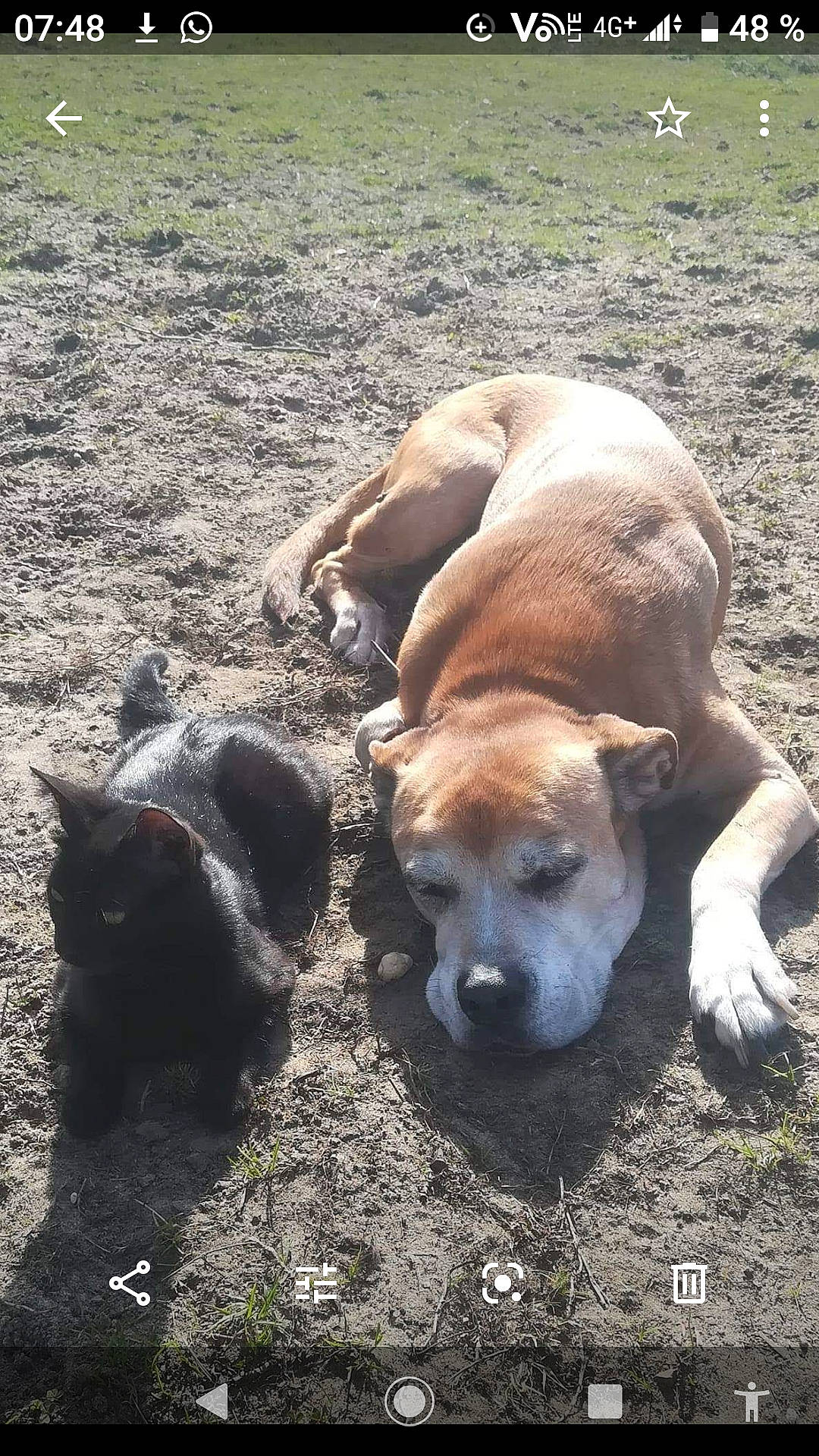 Brigand a rejoint le concours — aidez-le/la à gagner de superbes lots ! alaunt, american_pit_bull_terrier, boerboel, canidae, carnivore, dog, dog_breed, fawn, mammal, non_sporting_group, perro_de_presa_mallorquin, snout, vertebrate