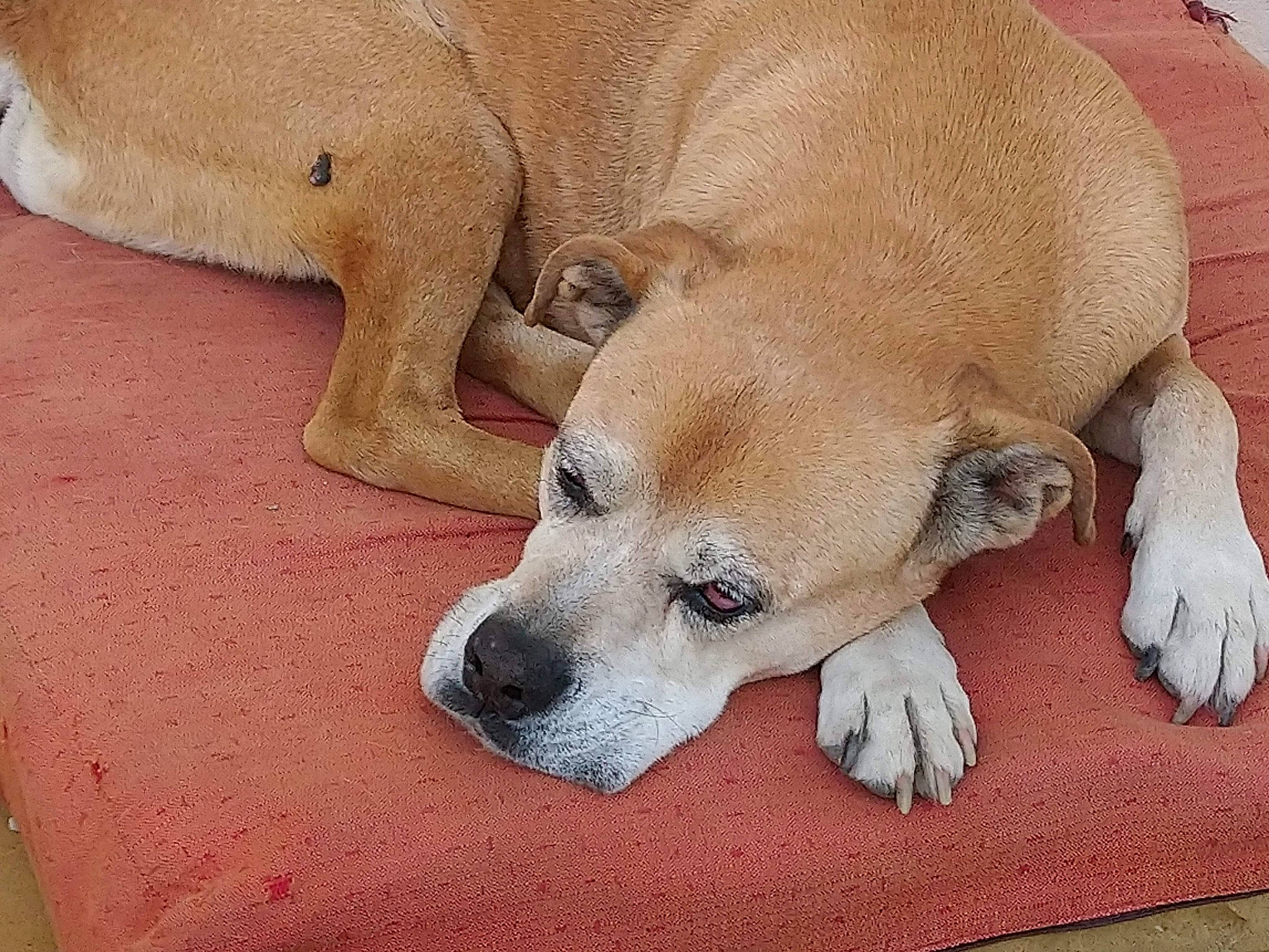 Brigand a rejoint le concours — aidez-le/la à gagner de superbes lots ! ancient_dog_breeds, canidae, carnivore, companion_dog, dog, dog_breed, fawn, mammal, non_sporting_group, puppy_love, snout, sporting_group, street_dog, vertebrate