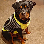 Jasper is registered to the contest to win money with this photo: animal, canine, carpet, collar, cute, dog, ears, fur, gray, indoor, looking_at_camera, obedient, paws, pet, portrait, rottweiler, sitting, striped, sweater, yellow