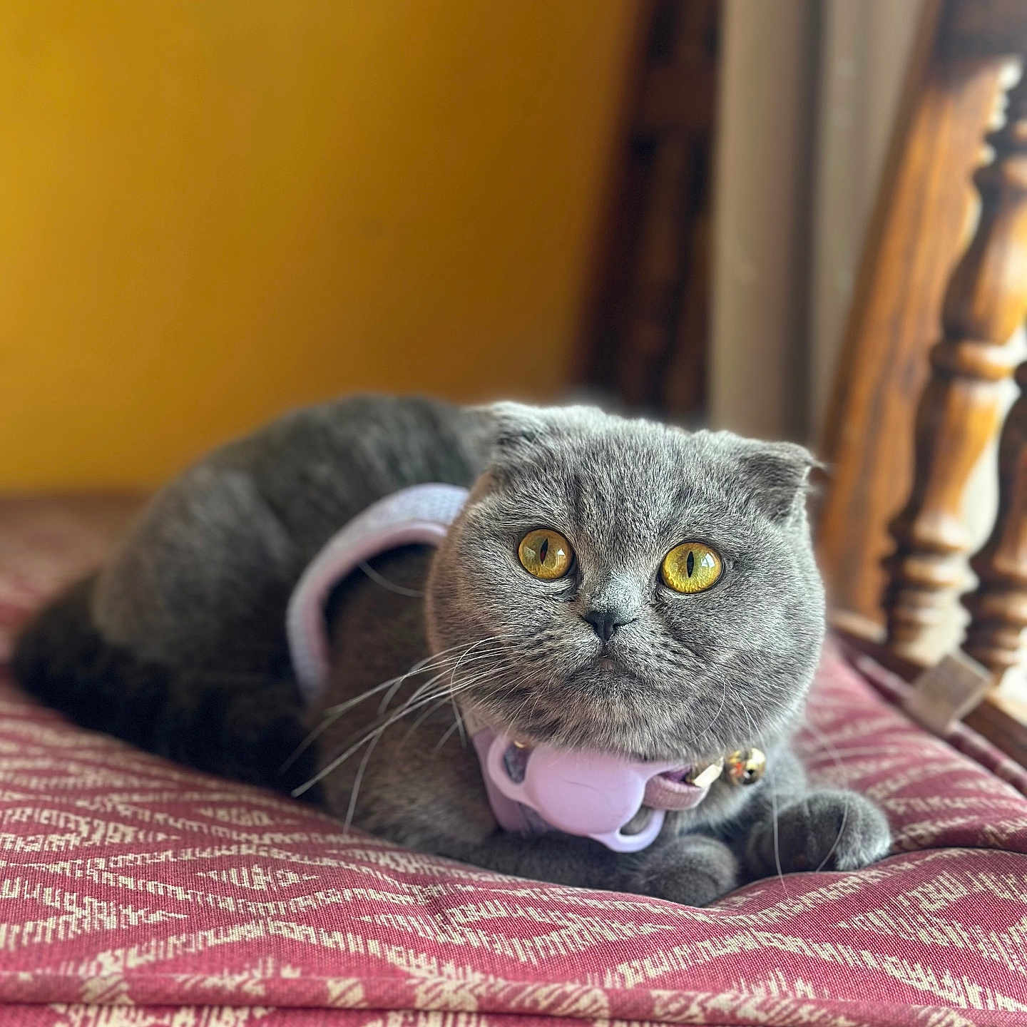 Stormie joined the competition — help win amazing prizes! abyssinian, animal, bed, blanket, bodypart, cat, couch, cushion, furniture, hardwood, homedecor, indoors, interiordesign, kitten, manx, mouth, person, pet, quilt, wood