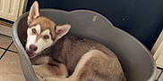 Tayrone a rejoint le concours — aidez-le/la à gagner de superbes lots ! puppy, dog, husky, pet_bed, indoor, tile_floor, animal, young_dog, resting, looking_up, ears_up, brown_and_white, canine, floor, household, cozy, domestic, cute, pet, curled_up