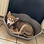 puppy, dog, husky, pet_bed, indoor, tile_floor, animal, young_dog, resting, looking_up, ears_up, brown_and_white, canine, floor, household, cozy, domestic, cute, pet, curled_up