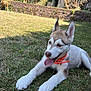 dog, puppy, husky, grass, outdoor, collar, tongue_out, playful, pet, animal, garden, tennis_ball, sunny, young_dog, canine, fur, ears, nature, resting, summer