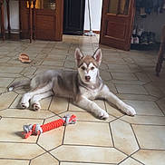Tayrone a rejoint le concours — aidez-le/la à gagner de superbes lots ! husky, puppy, dog, indoor, floor, toy, rope_toy, tile_floor, wooden_door, mop, furniture, coat_hanger, shoes, pet, animal, canine, laying_down, looking, ears_up, domestic