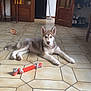 husky, puppy, dog, indoor, floor, toy, rope_toy, tile_floor, wooden_door, mop, furniture, coat_hanger, shoes, pet, animal, canine, laying_down, looking, ears_up, domestic