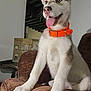 dog, puppy, husky, orange_collar, tongue_out, indoor, couch, brown_furniture, pet, canine, young_dog, fur, whiskers, ears, nose, paw, sitting, looking_away, cute, animal