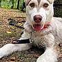 dog, puppy, husky, outdoor, forest, leaves, nature, animal, pet, tongue_out, ears_up, collar, leash, ground, moss, tree, happy, closeup, playful, young