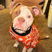 Amiri joined the competition — help win amazing prizes! dog, pet, indoor, carpet, orange_clothing, cute, puppy, animal, brown_and_white, ears, eyes, nose, sitting, looking_up, fur, tail, domestic_animal, young_dog, canine, portrait