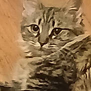 Layla joined the competition — help win amazing prizes! cat, close_up, curious, ears, eyes, feline, fluffy, fur, indoor, paws, pet, portrait, portrait_orientation, sitting, soft_lighting, striped, tabby, warm_tone, whiskers, wooden_floor