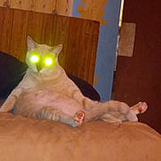 Bubby Jeckyl Jr joined the competition — help win amazing prizes! cat, indoor, couch, animal, pet, relaxed, seated, feline, glowing_eyes, flash, yellow_eyes, funny_pose, living_room, wood_paneling, old_wallpaper, orange_cat, paws, cute, domestic_cat, home