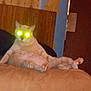 cat, indoor, couch, animal, pet, relaxed, seated, feline, glowing_eyes, flash, yellow_eyes, funny_pose, living_room, wood_paneling, old_wallpaper, orange_cat, paws, cute, domestic_cat, home