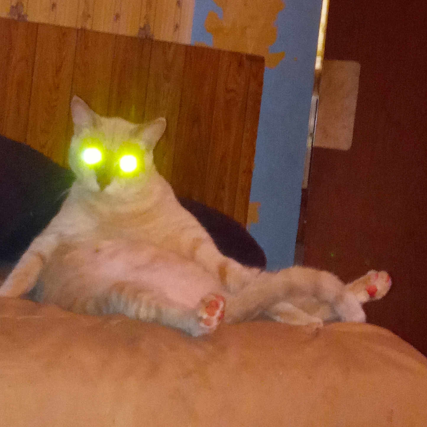Bubby Jeckyl Jr joined the competition — help win amazing prizes! animal, cat, couch, cute, domestic_cat, feline, flash, funny_pose, glowing_eyes, home, indoor, living_room, old_wallpaper, orange_cat, paws, pet, relaxed, seated, wood_paneling, yellow_eyes