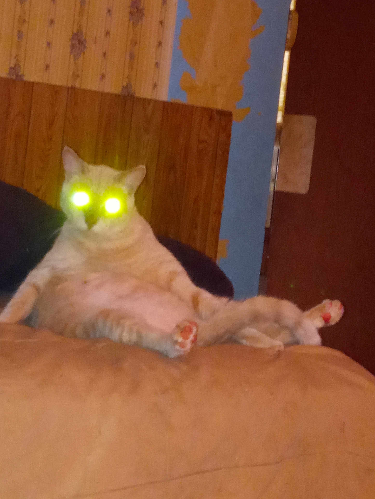 Bubby Jeckyl Jr joined the competition — help win amazing prizes! cat, indoor, couch, animal, pet, relaxed, seated, feline, glowing_eyes, flash, yellow_eyes, funny_pose, living_room, wood_paneling, old_wallpaper, orange_cat, paws, cute, domestic_cat, home