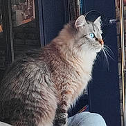 Xéna participe au concours pour gagner de l'argent avec cette photo : blue_eyes, bookshelf, calm, cat, couch, curious, domestic_animal, feline, fluffy, fur, furniture, glass_cabinet, household, indoor, pet, portrait, relaxed, side_view, sitting, whiskers