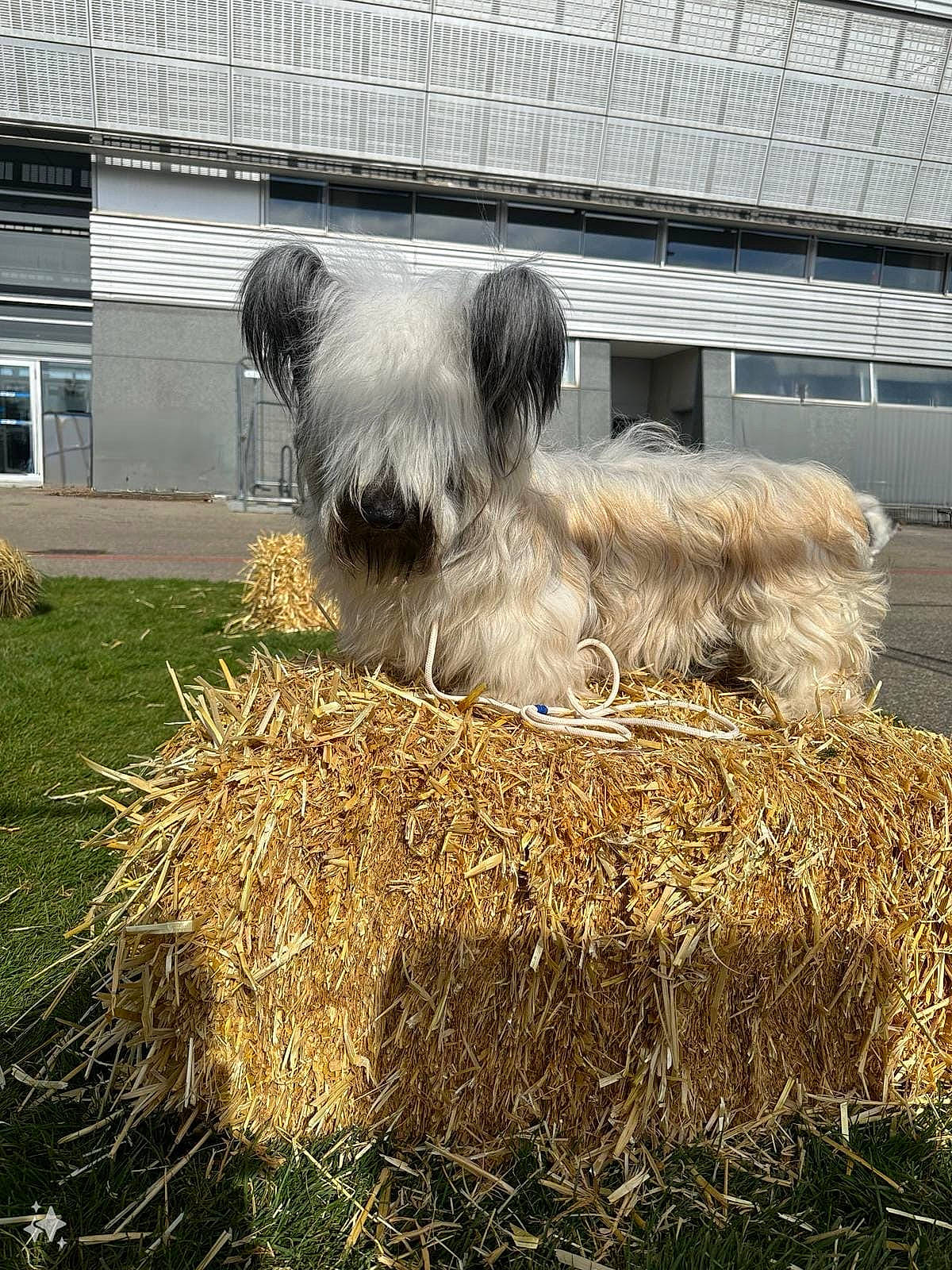 Ubu Roi a rejoint le concours — aidez-le/la à gagner de superbes lots ! alpaca, bovine, building, camelid, fur, grass, grass_family, grazing, hay, landscape, livestock, llama, mammal, pack_animal, sheep, snout, terrestrial_animal, vertebrate, window, working_animal