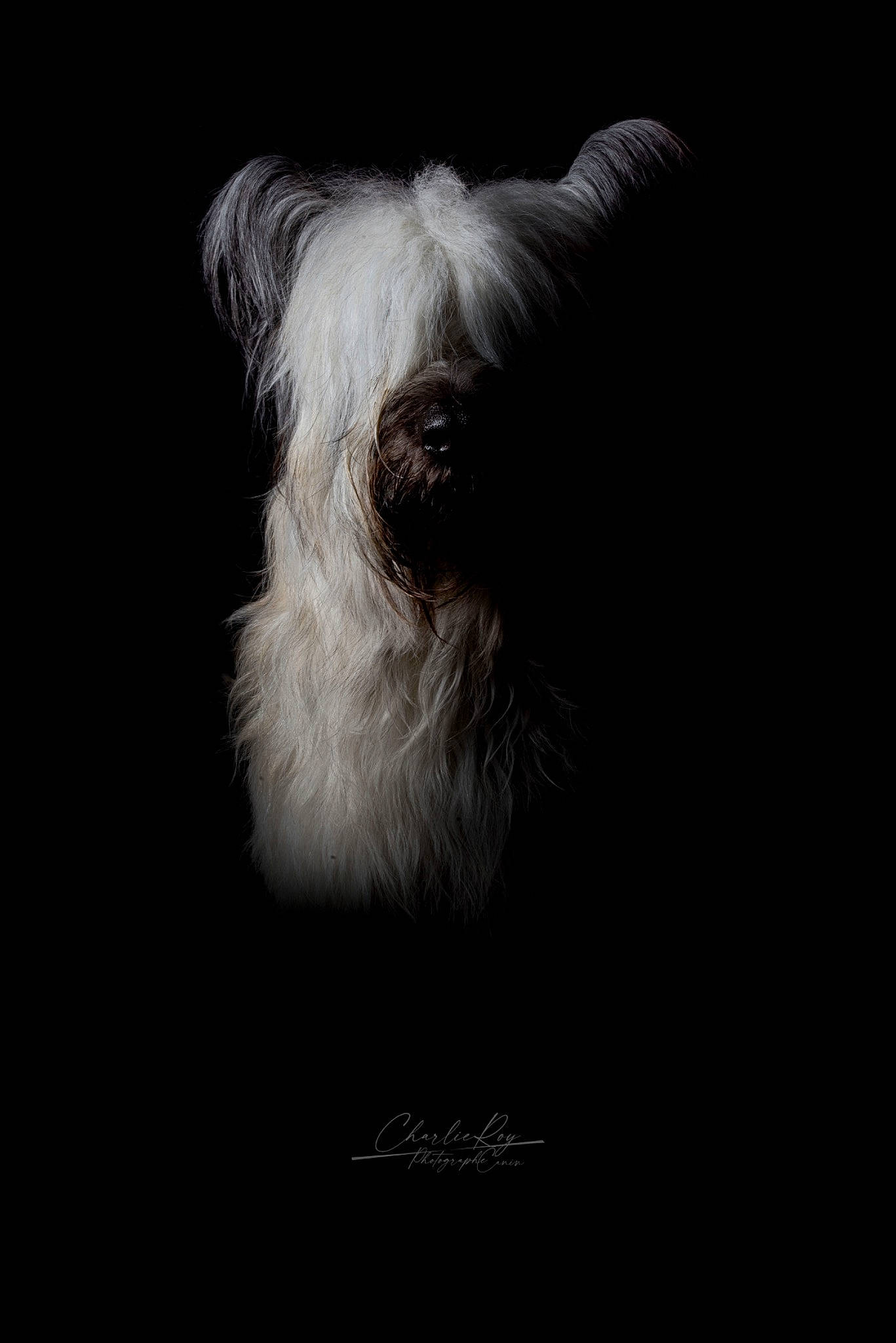 Ubu Roi participe au concours pour gagner de l'argent avec cette photo : canidae, carnivore, companion_dog, darkness, dog, dog_breed, fur, liver, monochrome_photography, non_sporting_group, small_terrier, snout, sporting_group, still_life_photography, terrier, toy_dog, whiskers, working_animal