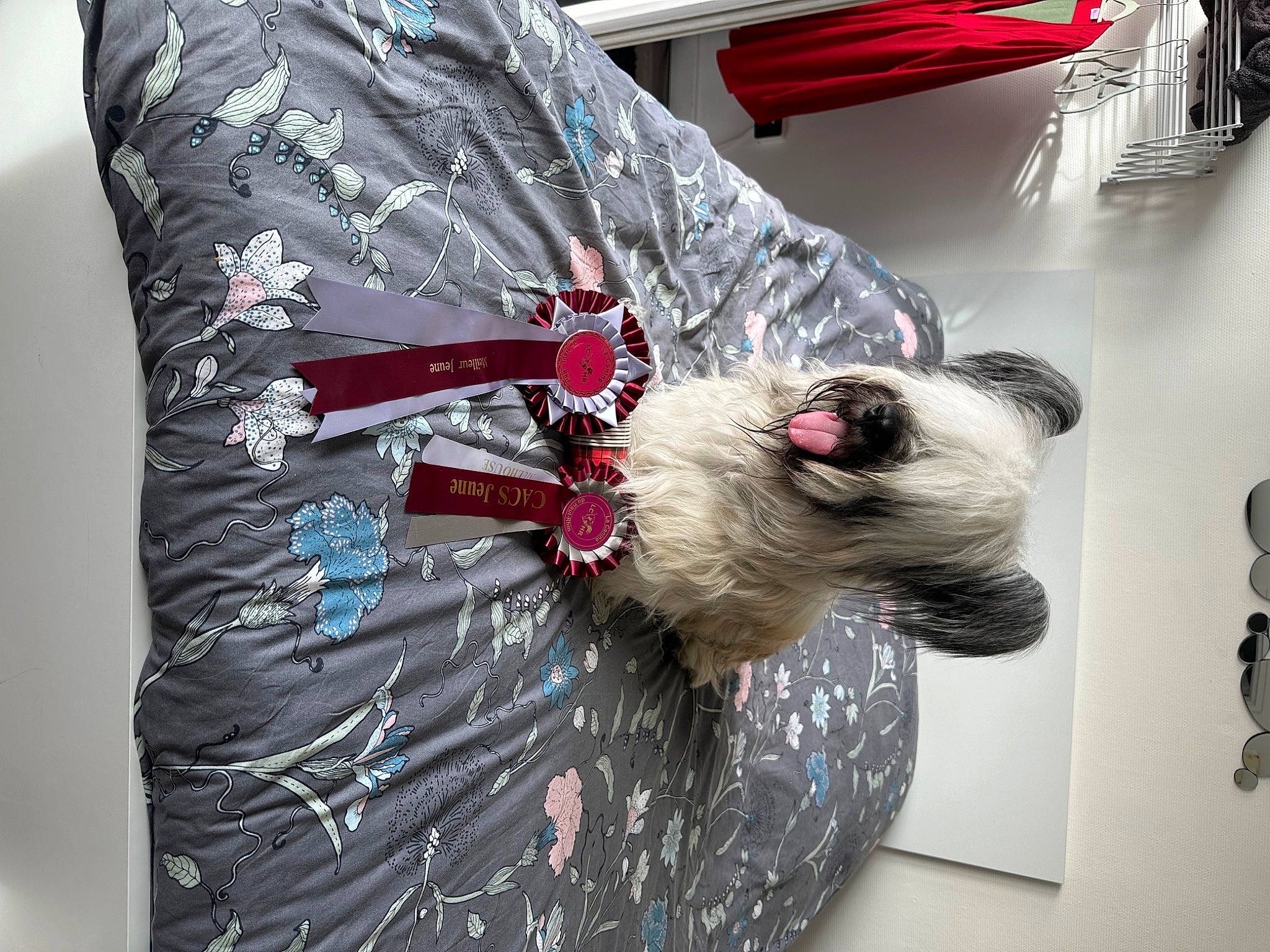 Ubu Roi a rejoint le concours — aidez-le/la à gagner de superbes lots ! bag, canidae, carmine, carnivore, collar, companion_dog, dog, dog_breed, dog_clothes, dog_supply, eyewear, fashion_accessory, fur, pattern, pet_supply, sleeve, small_terrier, snout, sporting_group, toy_dog