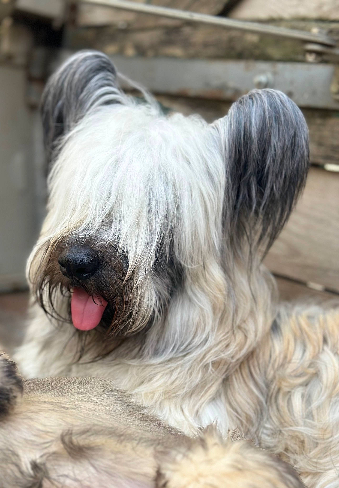 Ubu Roi a rejoint le concours — aidez-le/la à gagner de superbes lots ! canidae, carnivore, companion_dog, dog, dog_breed, fur, liver, non_sporting_group, small_terrier, sporting_group, terrestrial_animal, terrier, toy_dog, working_animal