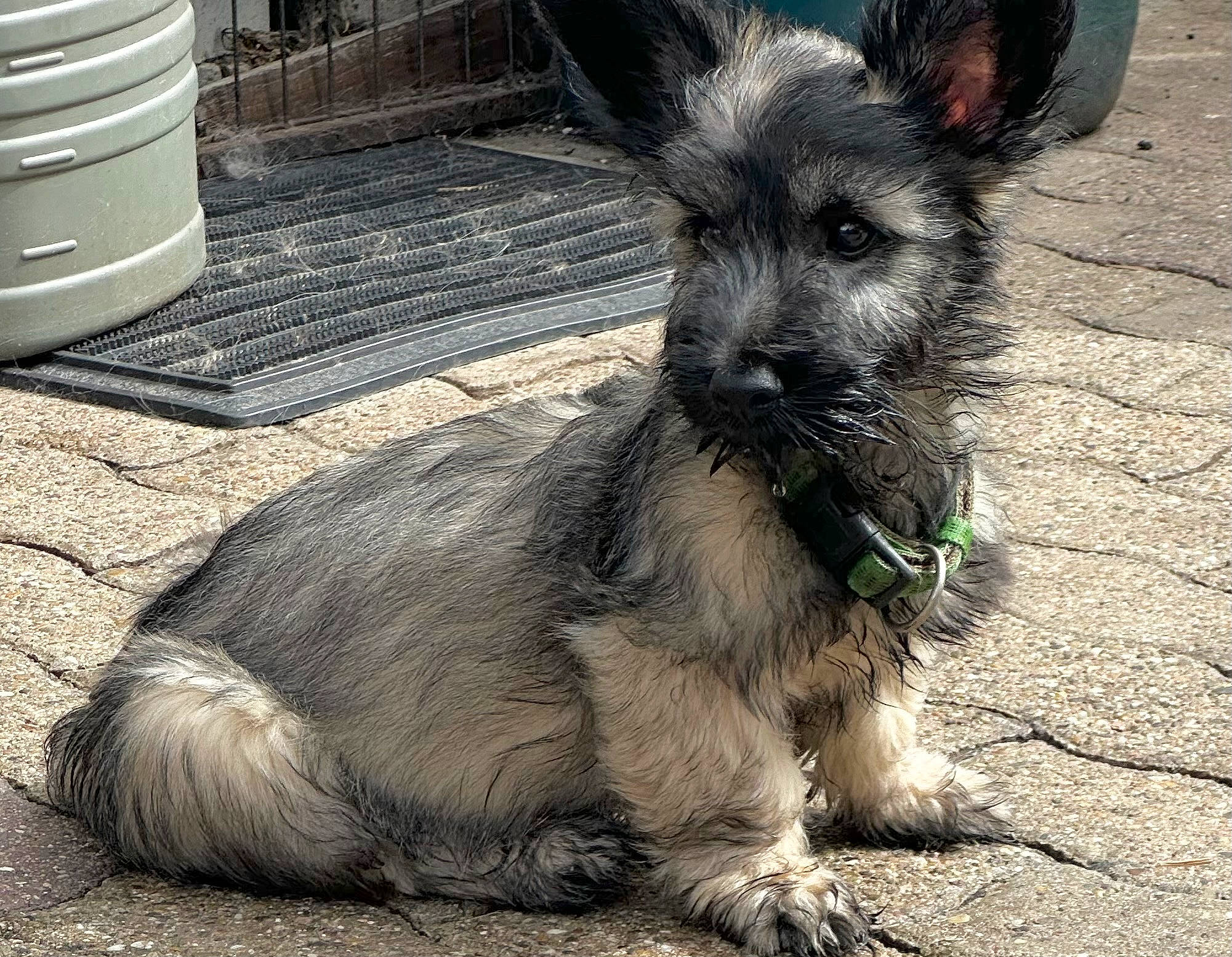 Van Gogh participe au concours pour gagner de l'argent avec cette photo : canidae, carnivore, companion_dog, dog, dog_breed, dog_supply, fawn, fur, gas, paw, small_terrier, snout, sporting_group, tail, terrestrial_animal, terrier, toy_dog, working_animal