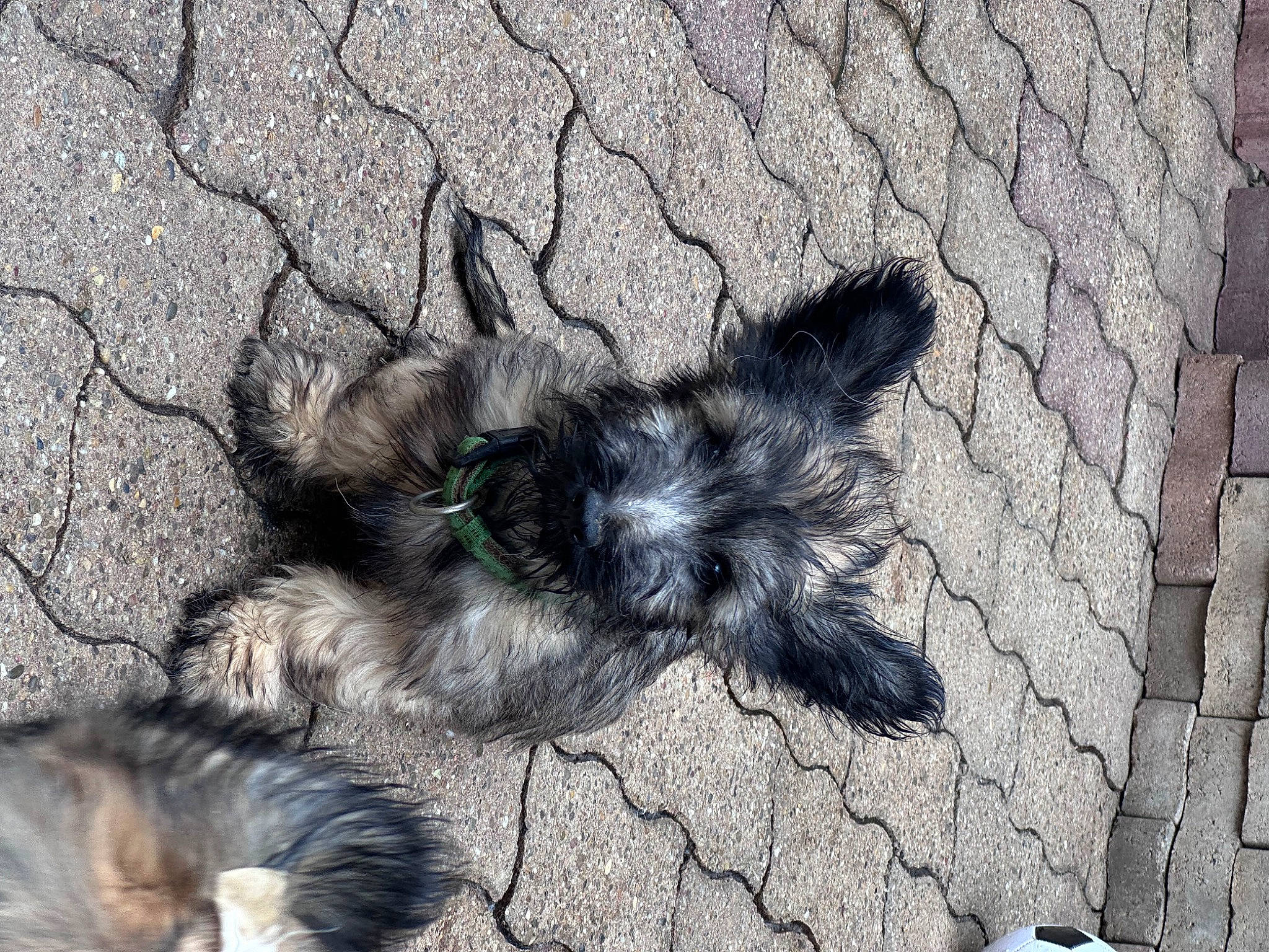 Van Gogh participe au concours pour gagner de l'argent avec cette photo : asphalt, canidae, carnivore, companion_dog, dog, dog_breed, felidae, fur, paw, road_surface, shadow, sidewalk, snout, soil, sporting_group, tail, terrestrial_animal, terrier, whiskers, working_animal