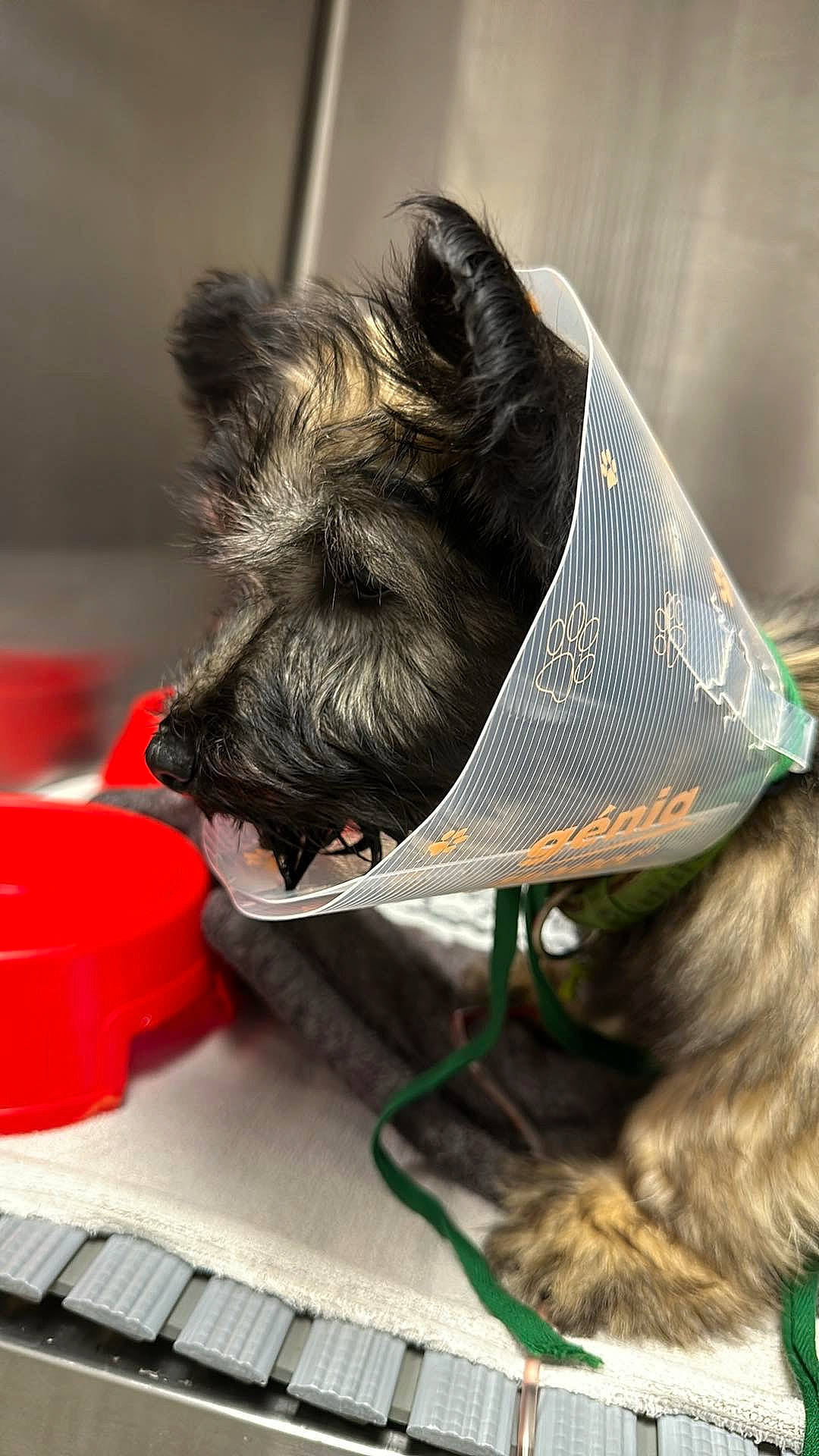 Van Gogh a rejoint le concours — aidez-le/la à gagner de superbes lots ! carnivore, collar, companion_dog, dog, dog_breed, dog_collar, dog_supply, ear, felidae, fur, liver, pet_supply, schnauzer, small_terrier, snout, sporting_group, standard_schnauzer, terrier, toy_dog, working_animal