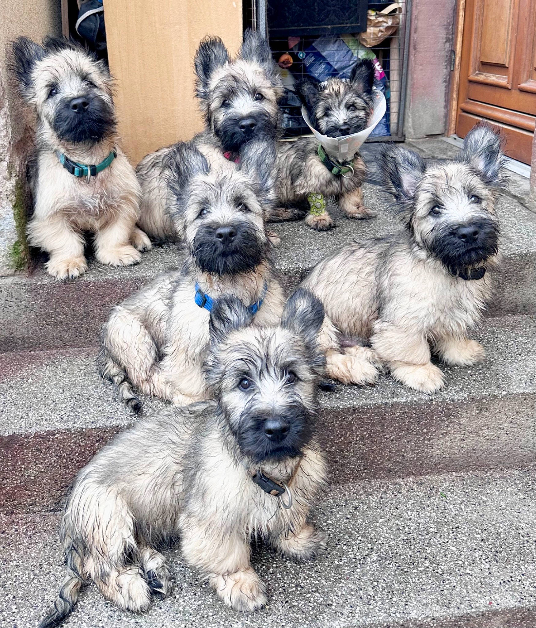 Van Gogh a rejoint le concours — aidez-le/la à gagner de superbes lots ! ancient_dog_breeds, art, canidae, carnivore, companion_dog, dog, dog_breed, dog_supply, door, fur, groundcover, non_sporting_group, small_terrier, snout, sporting_group, standard_schnauzer, terrier, toy_dog, water_dog, working_animal