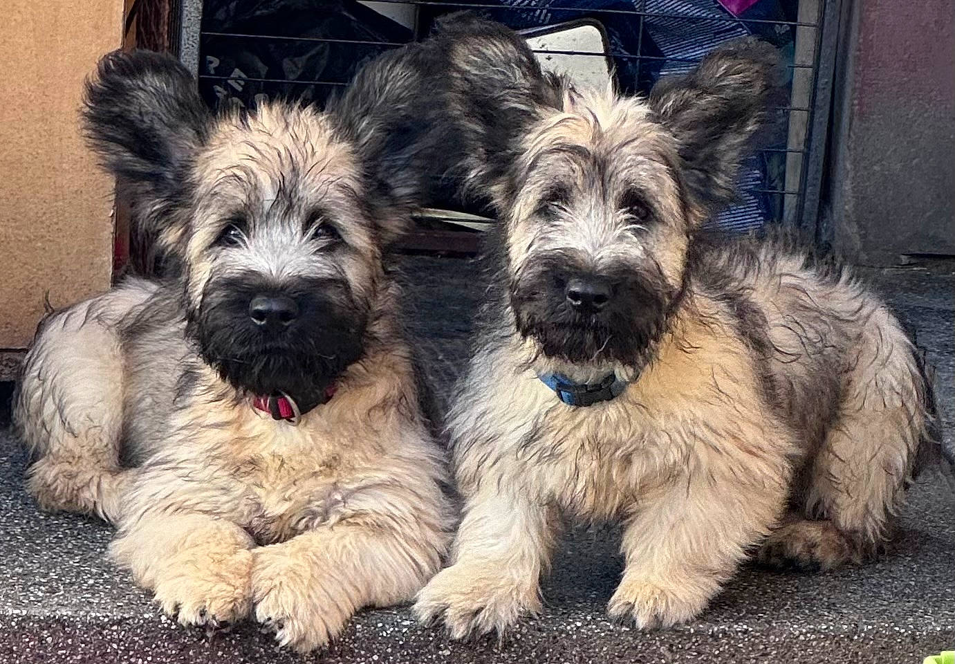 Victoire a rejoint le concours — aidez-le/la à gagner de superbes lots ! carnivore, companion_dog, dog, dog_breed, fur, small_terrier, snout, sporting_group, terrestrial_animal, terrier, toy_dog, water_dog, working_animal, working_dog