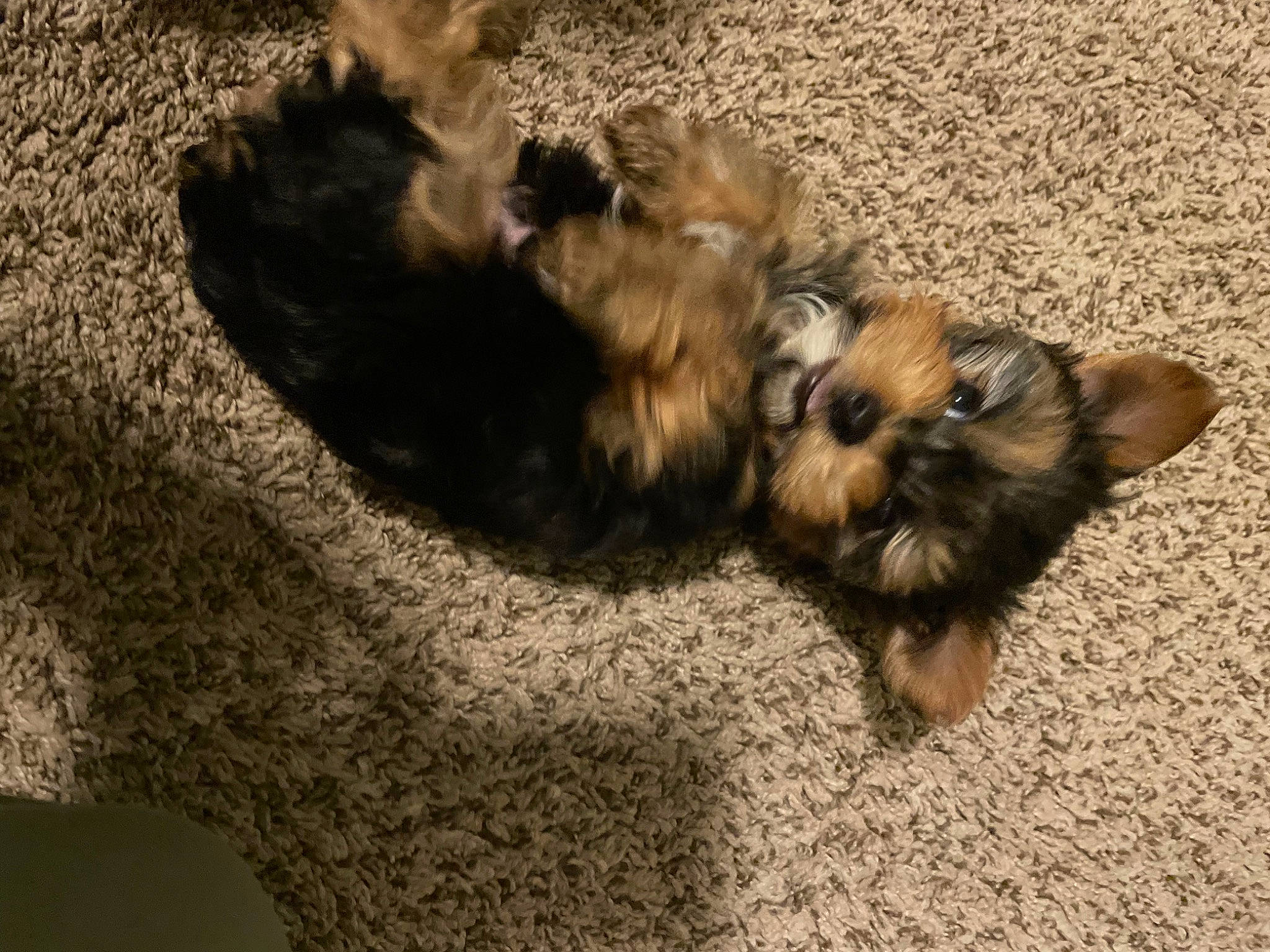 Jack joined the competition — help win amazing prizes! canidae, carnivore, companion_dog, dog, dog_breed, fawn, felidae, flooring, fur, liver, paw, small_terrier, small_to_medium_sized_cats, snout, sporting_group, tail, terrestrial_animal, terrier, toy_dog, whiskers