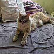 Piccolo a rejoint le concours — aidez-le/la à gagner de superbes lots ! cat, fluffy, long_hair, blue_eyes, pet, feline, lying_down, bed, bedroom, pillow, blanket, bedsheet, indoor, relaxed, portrait, fur, whiskers, ears, front_paws, home