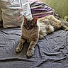 cat, fluffy, long_hair, blue_eyes, pet, feline, lying_down, bed, bedroom, pillow, blanket, bedsheet, indoor, relaxed, portrait, fur, whiskers, ears, front_paws, home