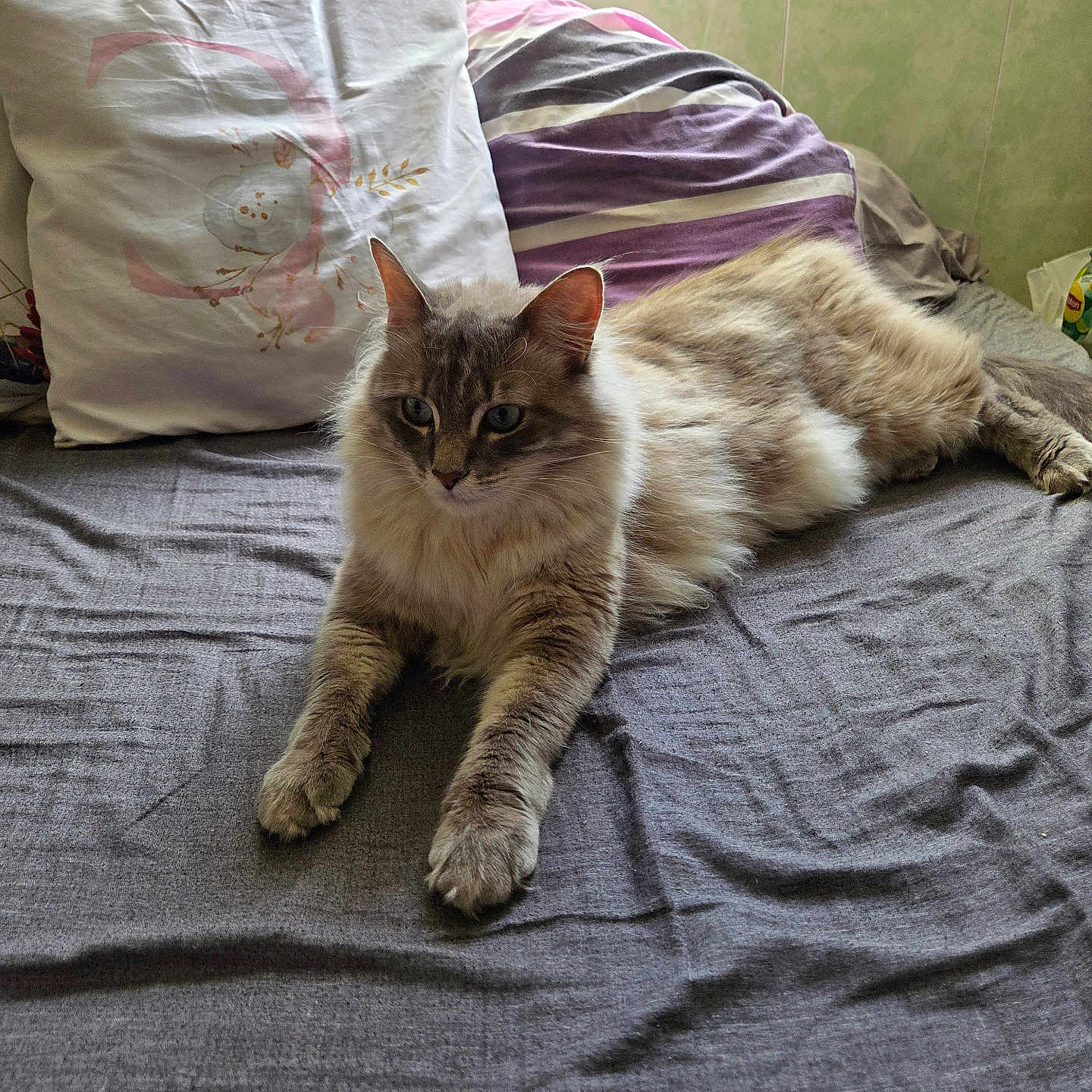Piccolo a rejoint le concours — aidez-le/la à gagner de superbes lots ! cat, fluffy, long_hair, blue_eyes, pet, feline, lying_down, bed, bedroom, pillow, blanket, bedsheet, indoor, relaxed, portrait, fur, whiskers, ears, front_paws, home