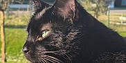 Gadour a rejoint le concours — aidez-le/la à gagner de superbes lots ! black_cat, cat, animal, pet, outdoor, green_eyes, fur, whiskers, sunlight, profile, nature, garden, tree, house, daylight, mammal, domestic_animal, calm, close_up, peaceful