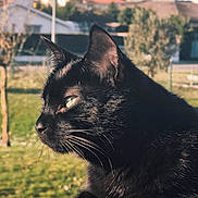 Gadour participe au concours pour gagner de l'argent avec cette photo : black_cat, cat, animal, outdoor, pet, feline, whiskers, fur, profile, sunlight, green_grass, tree, house, daylight, nature, domestic_cat, close_up, portrait, ears, peaceful