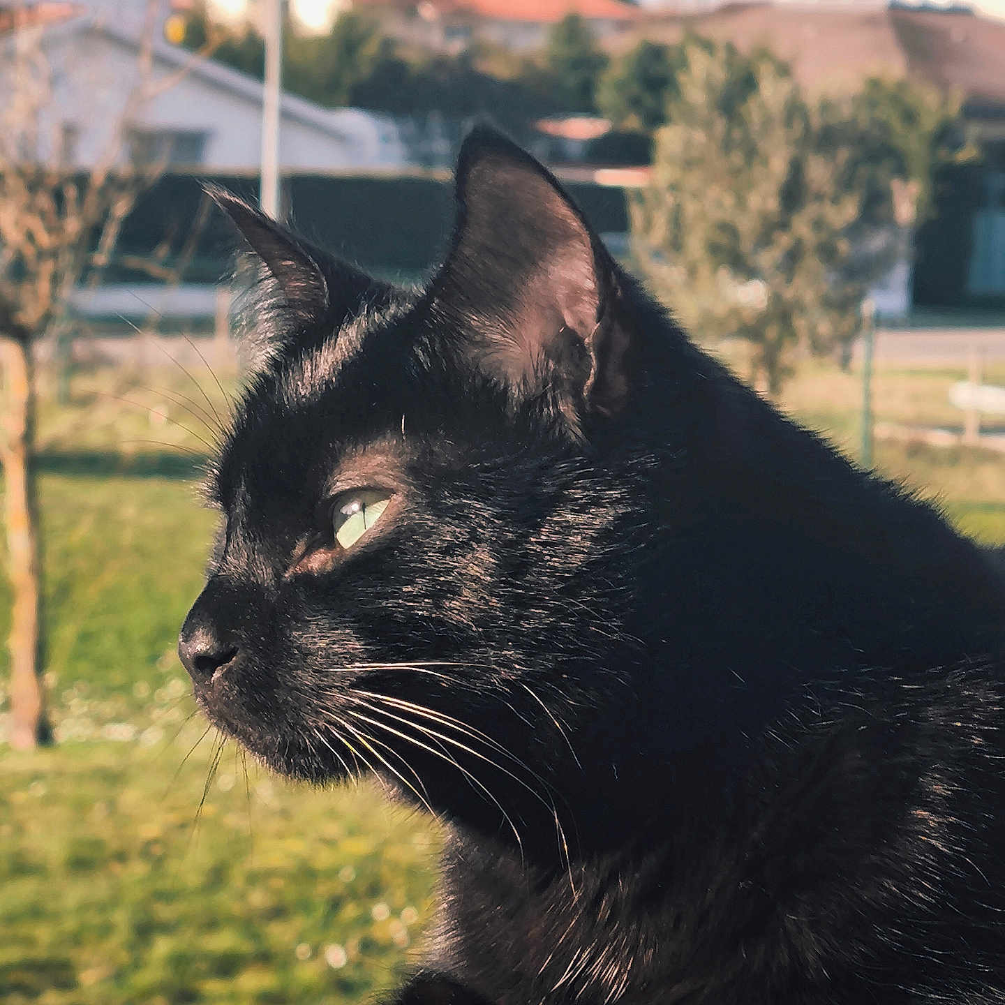 Gadour participe au concours pour gagner de l'argent avec cette photo : animal, black_cat, cat, close_up, daylight, domestic_cat, ears, feline, fur, green_grass, house, nature, outdoor, peaceful, pet, portrait, profile, sunlight, tree, whiskers