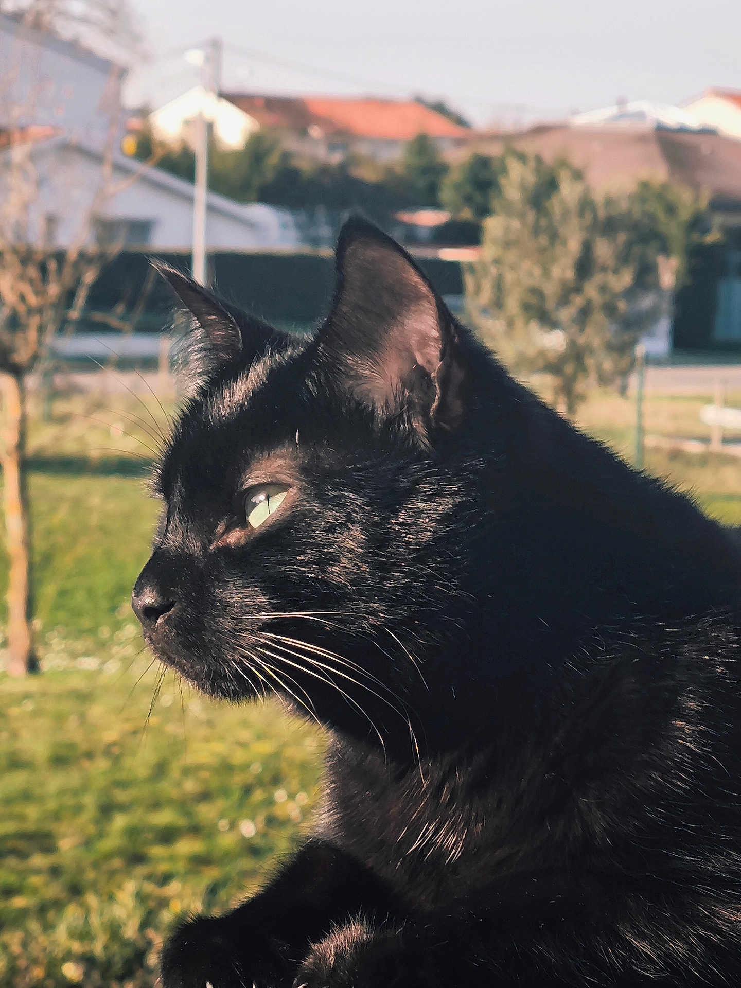 Gadour participe au concours pour gagner de l'argent avec cette photo : black_cat, cat, animal, outdoor, pet, feline, whiskers, fur, profile, sunlight, green_grass, tree, house, daylight, nature, domestic_cat, close_up, portrait, ears, peaceful