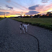 Balou participe au concours pour gagner de l'argent avec cette photo : dog, canine, pet, outdoor, sunset, sky, clouds, landscape, country_road, gravel, countryside, farm, field, trees, village, leash, harness, standing, animal, scenic