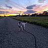 dog, canine, pet, outdoor, sunset, sky, clouds, landscape, country_road, gravel, countryside, farm, field, trees, village, leash, harness, standing, animal, scenic