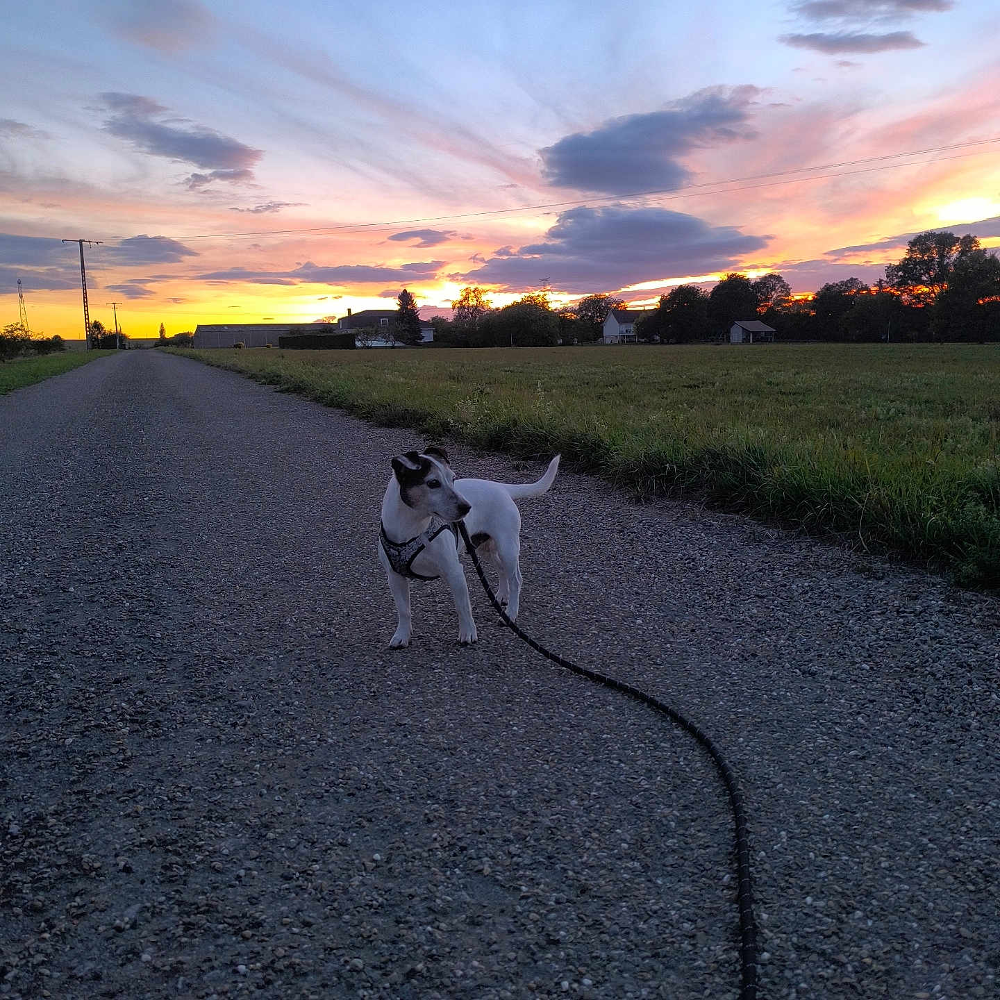 Balou