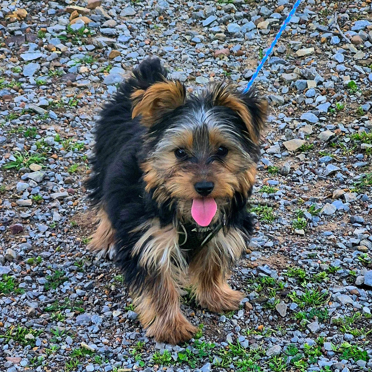 Ollie joined the competition — help win amazing prizes! accessories, animal, canine, dog, face, grass, head, leash, path, pebble, pet, plant, puppy, road, rock, slate, soil, strap, terrier, vegetation