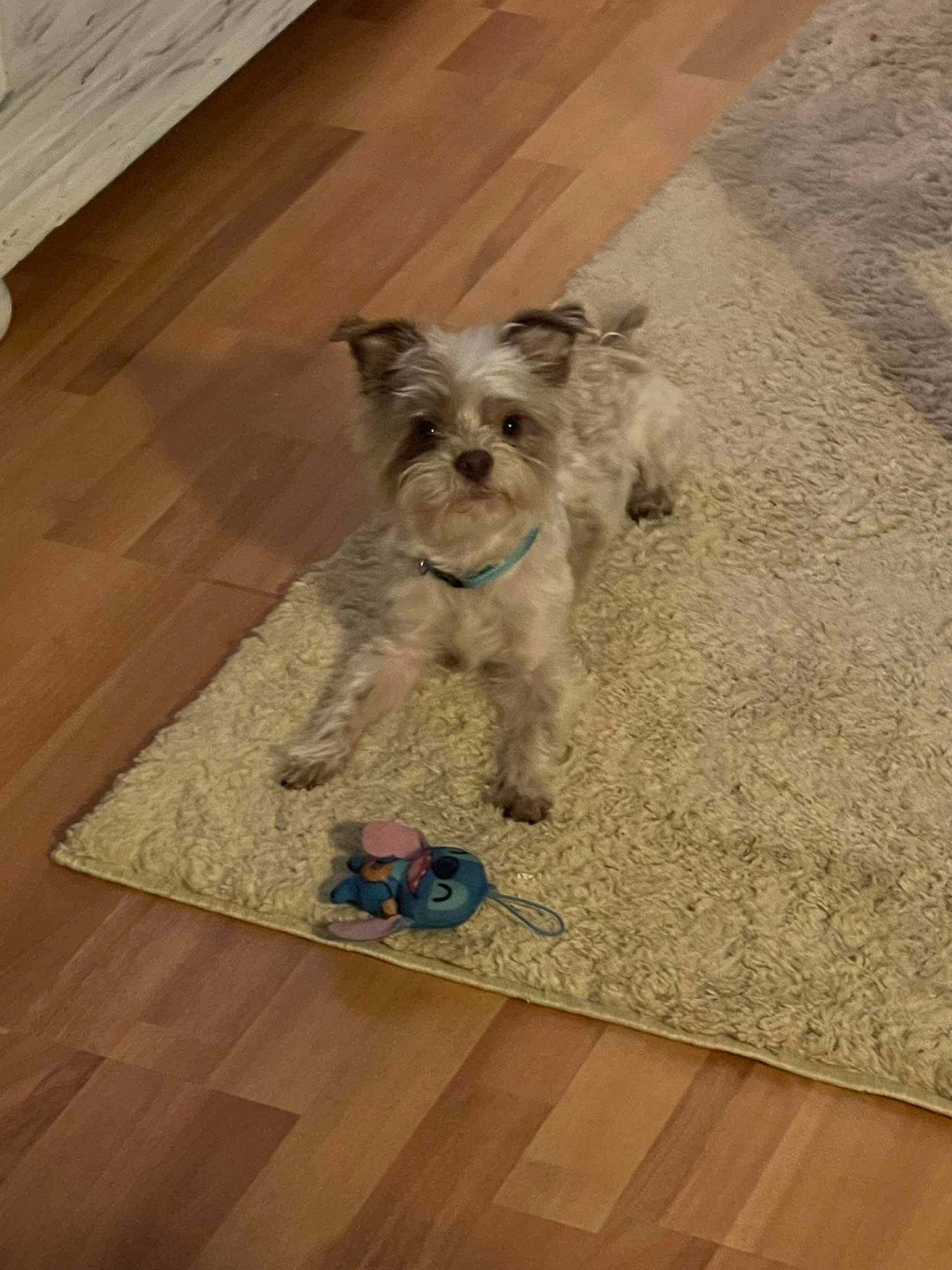 Keno is registered to the contest to win money with this photo: carnivore, companion_dog, dog, dog_breed, dog_supply, fawn, floor, flooring, fur, hardwood, laminate_flooring, small_terrier, snout, sunglasses, terrier, toy_dog, wood, wood_flooring, wood_stain, working_animal