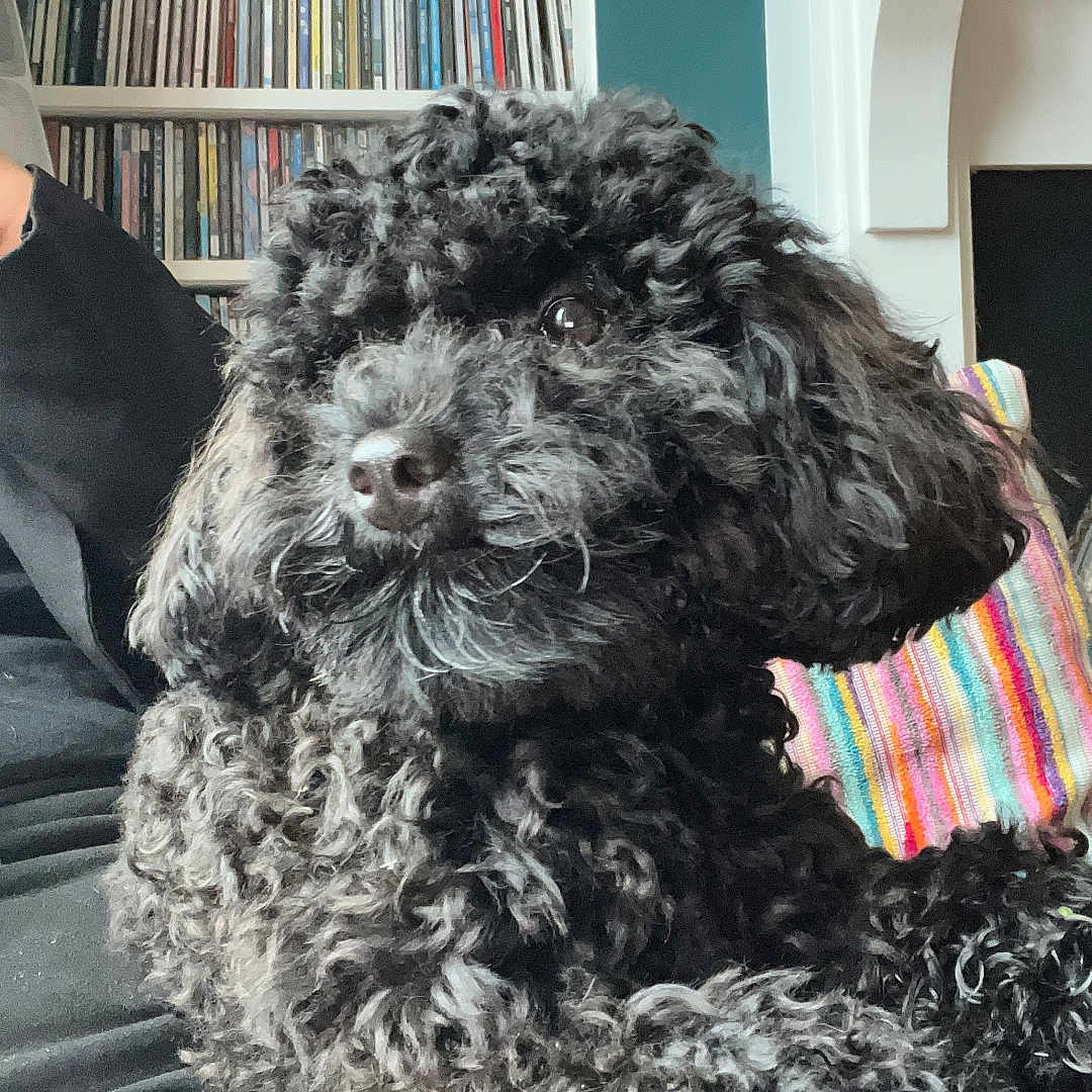 Nellie joined the competition — help win amazing prizes! adult, animal, architecture, building, canine, couch, dog, face, furniture, head, indoors, livingroom, male, man, person, pet, poodle, puppy, shelf, terrier