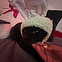 Michi joined the competition — help win amazing prizes! cat, black_cat, bunny_ears, stuffed_toy, teddy_bear, hand, bed, pillow, fur, pet, animal, cozy, indoor, cute, soft, resting, human_hand, nail_polish, red_bow, plush