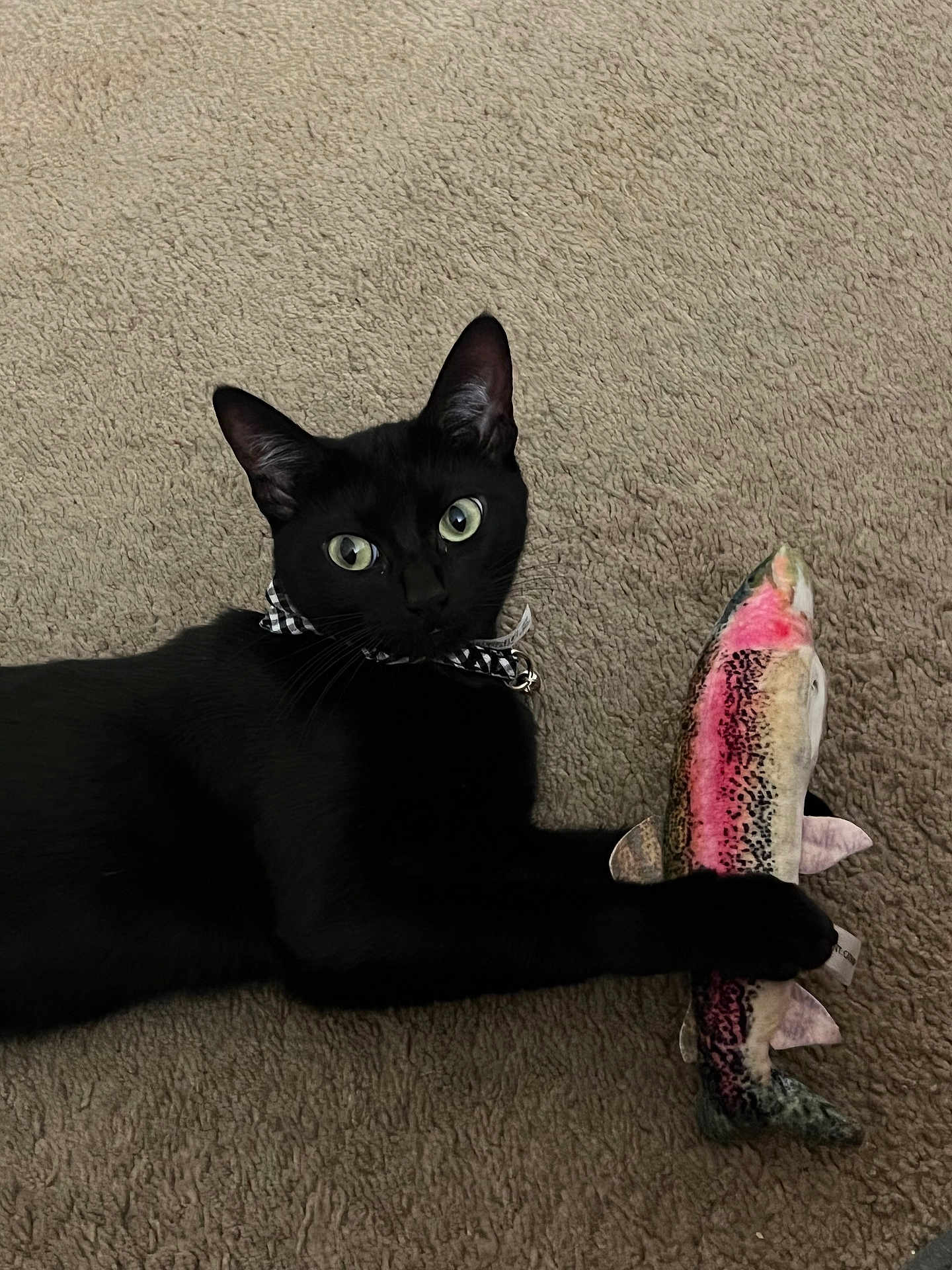 Michi is registered to the contest to win money with this photo: cat, black_cat, pet, animal, plush_toy, fish_toy, carpet, indoor, feline, green_eyes, playing, cute, domestic_cat, resting, soft_texture, collar, curious, toy, mammal, lying_down