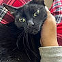 Michi is registered to the contest to win money with this photo: black_cat, cat, pet, animal, close_up, whiskers, hand, plaid, fabric, red, black, cozy, comfort, indoor, feline, green_eyes, fur, resting, cute, soft