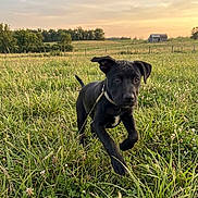Obsidian joined the competition — help win amazing prizes! puppy, dog, black_dog, grass, field, sunset, outdoor, nature, running, collar, young_dog, animal, greenery, barn, sky, trees, playful, canine, summer, countryside
