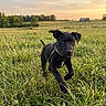 puppy, dog, black_dog, grass, field, sunset, outdoor, nature, running, collar, young_dog, animal, greenery, barn, sky, trees, playful, canine, summer, countryside