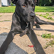 Obsidian joined the competition — help win amazing prizes! amber_eyes, animal, backyard, black_dog, canine, collar, concrete, dog, floppy_ears, grass, greenery, leash, lying_down, outdoor, patio, pet, portrait, puppy, red_toy, sunlight