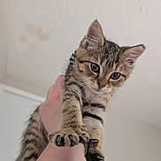 Boomer is registered to the contest to win money with this photo: kitten, cat, tabby, animal, pet, fur, whiskers, ears, eyes, paws, claws, striped, brown, gray, being_held, hand, indoors, portrait, closeup, cute