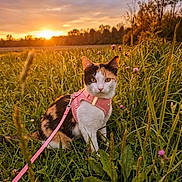 Princess is registered to the contest to win money with this photo: cat, calico_cat, pink_harness, leash, grass, wildflowers, field, sunset, outdoor, nature, greenery, animal, pet, flora, sunlight, scenic, serene, closeup, mammal, portrait